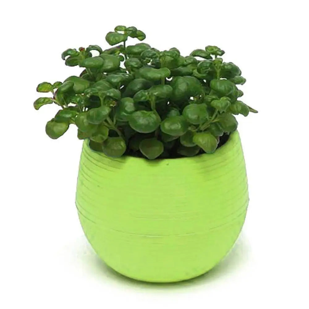 Succulent Mini Planter