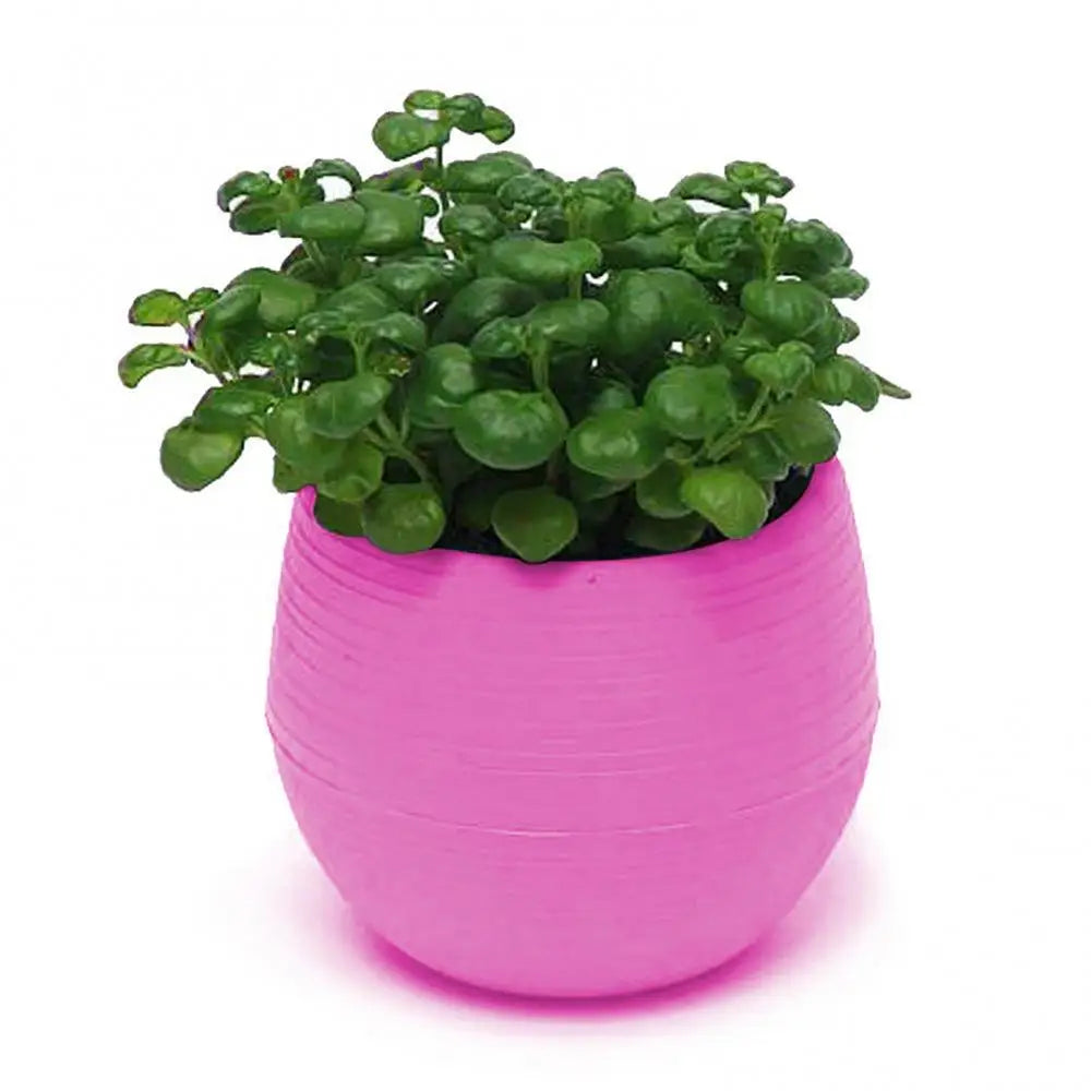 Succulent Mini Planter