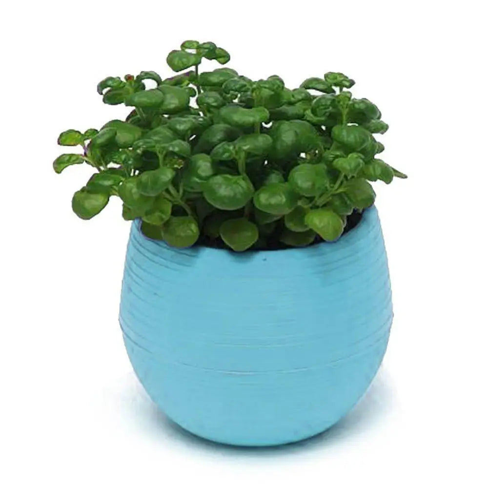Succulent Mini Planter