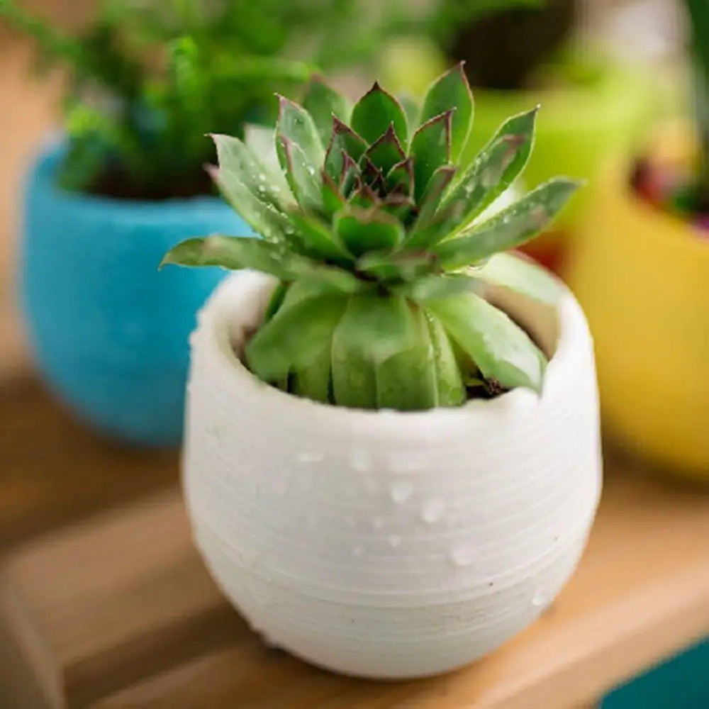 Succulent Mini Planter