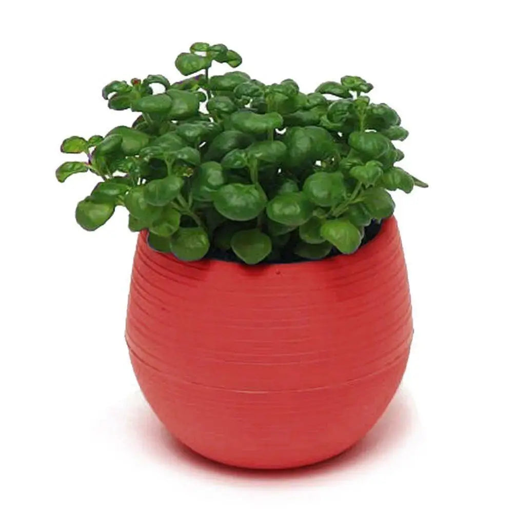 Succulent Mini Planter