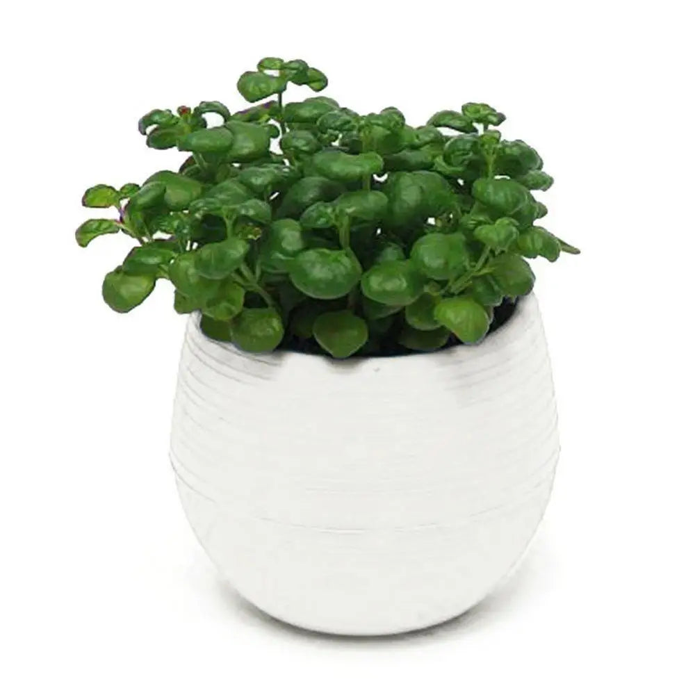 Succulent Mini Planter