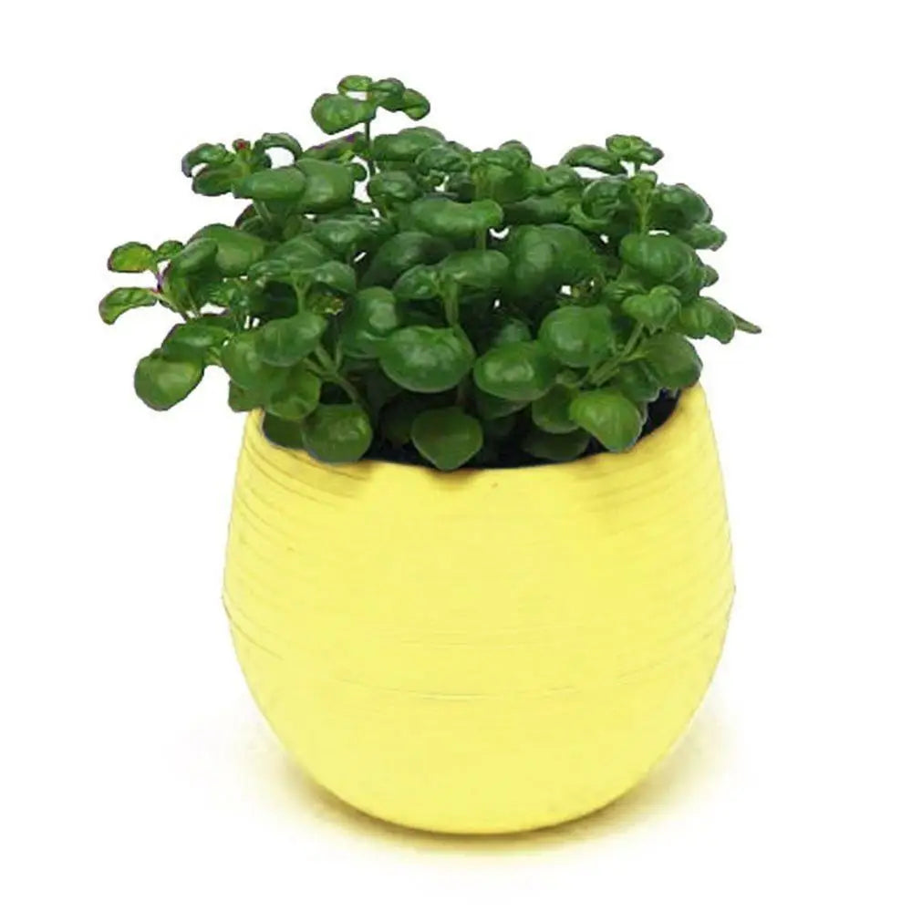 Succulent Mini Planter
